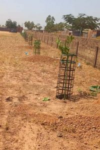 plantatiions 23